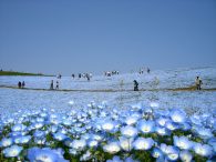 Zadivljujući prizori iz Japana: Posjetite park s pet miliona plavih cvjetova